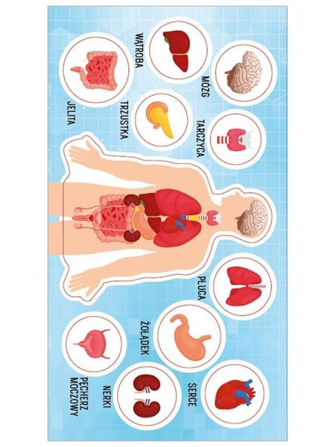 Naklejka (nalepka) anatomia człowieka Ranok Creative Ranok Creative