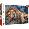 Puzzle Trefl Śpiący lew 1000 el. (10447) Trefl