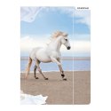 Teczka kartonowa na gumkę horses A4 mix Starpak (298952) Starpak