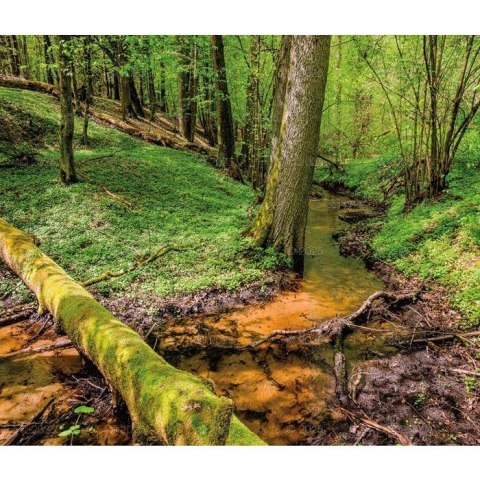 Kalendarz ścienny LASY POLSKIE WIELOPLANSZOWY 12K A3 Lucrum (RW6) Lucrum