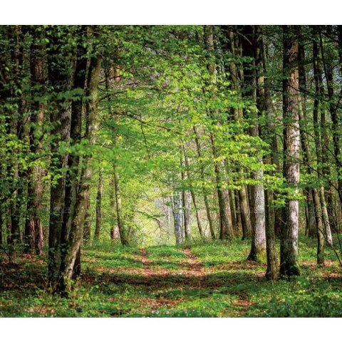 Kalendarz ścienny LASY POLSKIE WIELOPLANSZOWY 12K A3 Lucrum (RW6) Lucrum