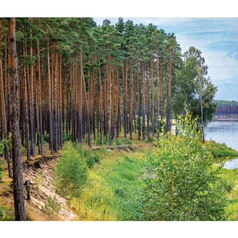 Kalendarz ścienny LASY POLSKIE WIELOPLANSZOWY 12K A3 Lucrum (RW6) Lucrum