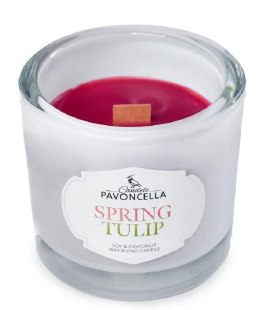 Świeczka ozdobna Pavoncella Classico Spring Tulip biała 170g (5905711530974) Pavoncella