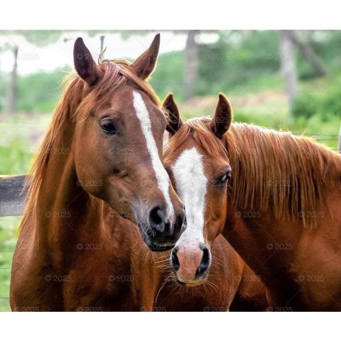 Kalendarz ścienny KONIE W OBIEKTYWIE WIELOPLANSZOWY 12K 320mm x 470mm Lucrum (RW15) Lucrum