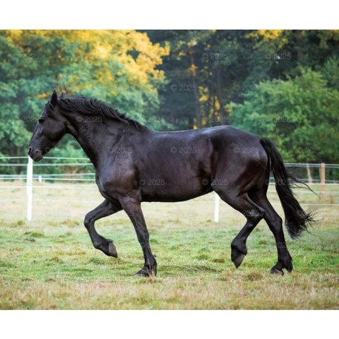 Kalendarz ścienny KONIE W OBIEKTYWIE WIELOPLANSZOWY 12K 320mm x 470mm Lucrum (RW15) Lucrum