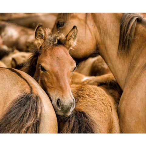 Kalendarz ścienny KONIE W OBIEKTYWIE WIELOPLANSZOWY 12K 320mm x 470mm Lucrum (RW15) Lucrum