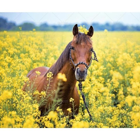 Kalendarz ścienny KONIE W OBIEKTYWIE WIELOPLANSZOWY 12K 320mm x 470mm Lucrum (RW15) Lucrum