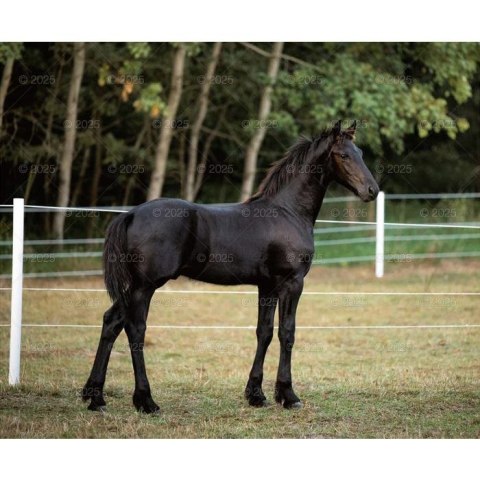 Kalendarz ścienny KONIE W OBIEKTYWIE WIELOPLANSZOWY 12K 320mm x 470mm Lucrum (RW15) Lucrum