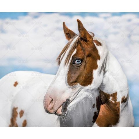 Kalendarz ścienny KONIE W OBIEKTYWIE WIELOPLANSZOWY 12K 320mm x 470mm Lucrum (RW15) Lucrum