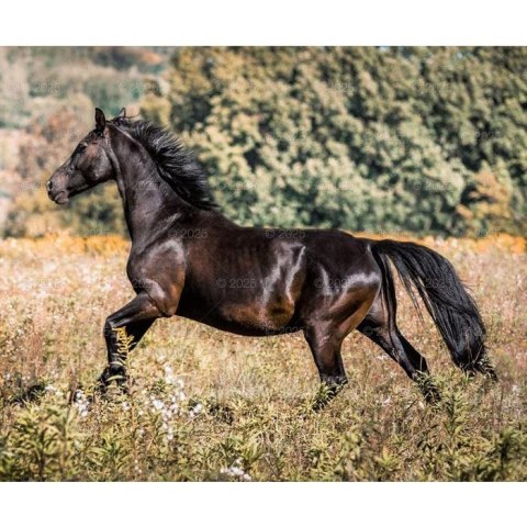 Kalendarz ścienny KONIE W OBIEKTYWIE WIELOPLANSZOWY 12K 320mm x 470mm Lucrum (RW15) Lucrum