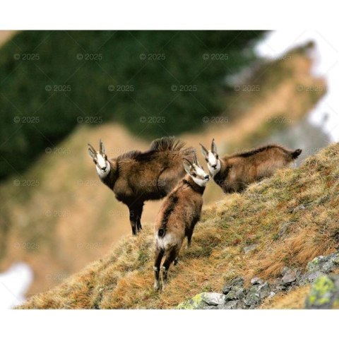 Kalendarz ścienny DZIKA PRZYRODA WIELOPLANSZOWY 12K 320mm x 470mm Lucrum (RW7) Lucrum