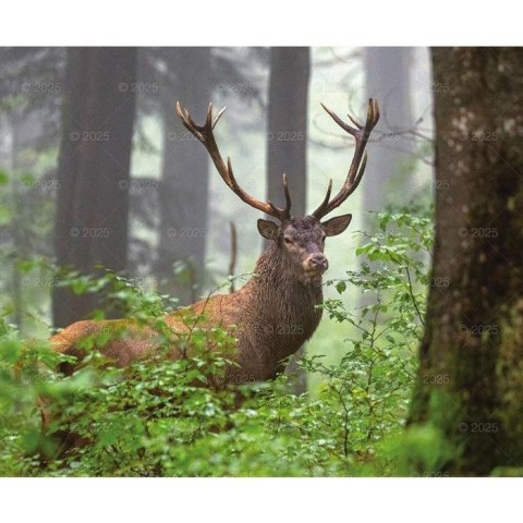 Kalendarz ścienny DZIKA PRZYRODA WIELOPLANSZOWY 12K 320mm x 470mm Lucrum (RW7) Lucrum