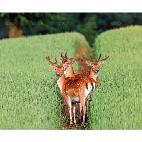 Kalendarz ścienny DZIKA PRZYRODA WIELOPLANSZOWY 12K 320mm x 470mm Lucrum (RW7) Lucrum