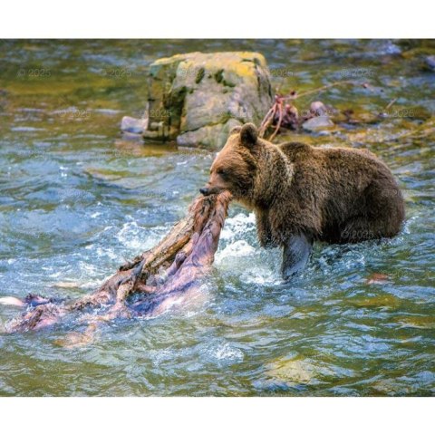 Kalendarz ścienny DZIKA PRZYRODA WIELOPLANSZOWY 12K 320mm x 470mm Lucrum (RW7) Lucrum