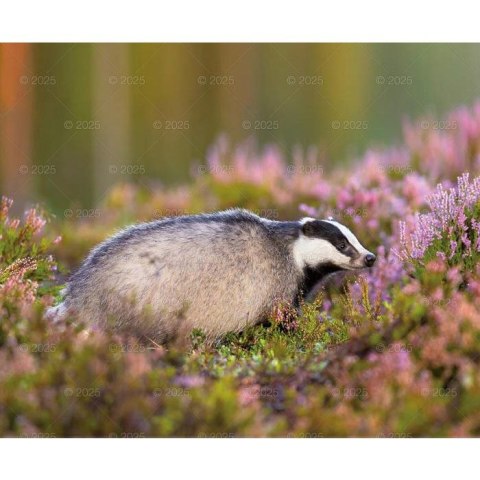 Kalendarz ścienny DZIKA PRZYRODA WIELOPLANSZOWY 12K 320mm x 470mm Lucrum (RW7) Lucrum