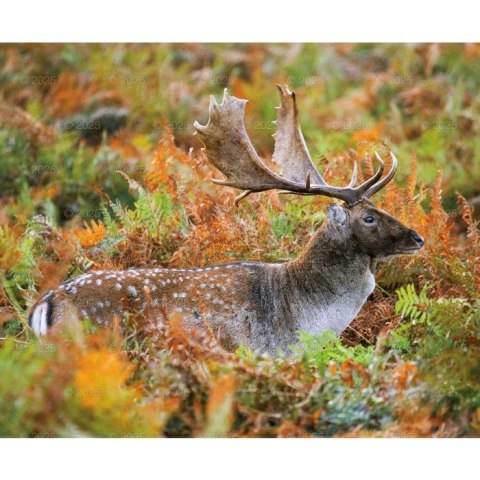 Kalendarz ścienny DZIKA PRZYRODA WIELOPLANSZOWY 12K 320mm x 470mm Lucrum (RW7) Lucrum