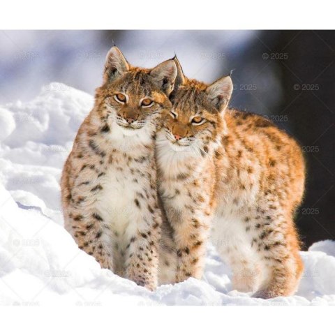 Kalendarz ścienny DZIKA PRZYRODA WIELOPLANSZOWY 12K 320mm x 470mm Lucrum (RW7) Lucrum