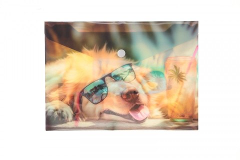 Teczka plastikowa na guzik CHILLOUT CAT A5 mix Panta Plast (0410-0069-53) Panta Plast