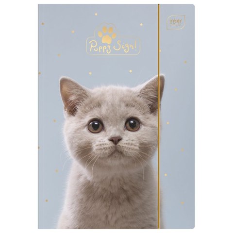 Teczka kartonowa na gumkę Pupils A4+ mix 400g [mm:] 230x313 Interdruk (TEGUFLPUP) Interdruk