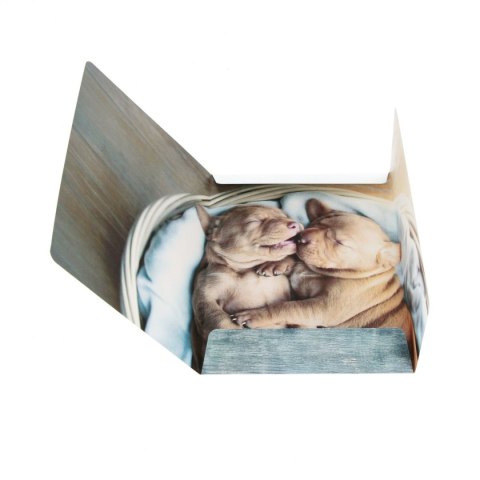 Teczka kartonowa na gumkę Pieski A4 mix Starpak (559719) Starpak