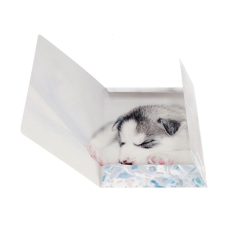 Teczka kartonowa na gumkę Pieski A4 mix Starpak (559719) Starpak