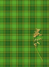 Brulion A5 500k. krata Kreska Kreska