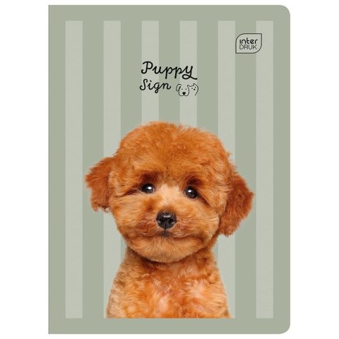 Zeszyt GIRLS A5 32k. 70g linia kolor Interdruk Interdruk