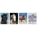 Zeszyt WILD HORSES A5 16k. 70g linia kolor Interdruk Interdruk