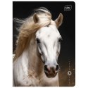 Zeszyt WILD HORSES A5 16k. 70g linia kolor Interdruk Interdruk