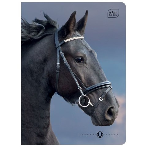 Zeszyt WILD HORSES A5 32k. 70g krata Interdruk Interdruk