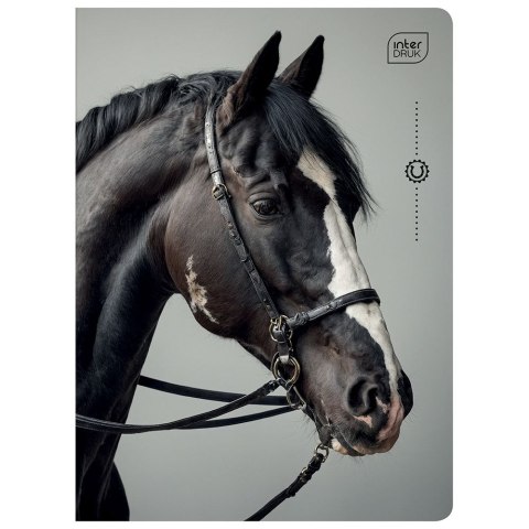 Zeszyt WILD HORSES A5 32k. 70g krata Interdruk Interdruk