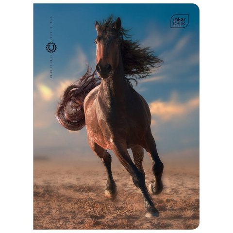 Zeszyt WILD HORSES A5 32k. 70g krata Interdruk Interdruk