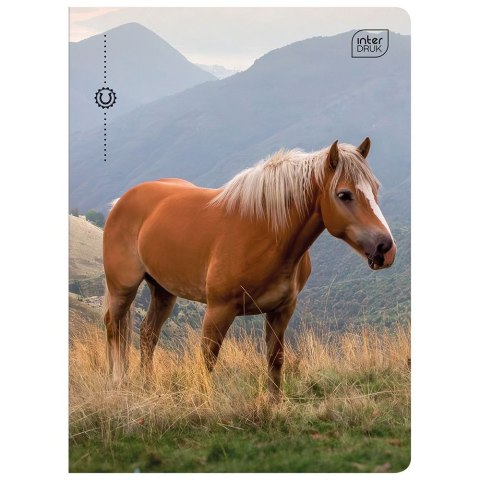 Zeszyt WILD HORSES A5 32k. 70g linia kolor Interdruk Interdruk