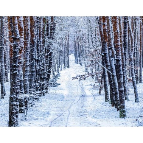 Kalendarz ścienny 13-planszowe 320mm x 470mm Lucrum (RW04) Lucrum