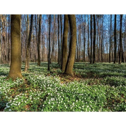 Kalendarz ścienny 13-planszowe 320mm x 470mm Lucrum (RW04) Lucrum