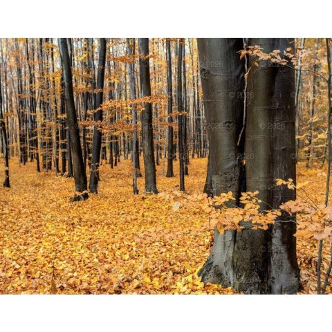 Kalendarz ścienny 13-planszowe 320mm x 470mm Lucrum (RW04) Lucrum