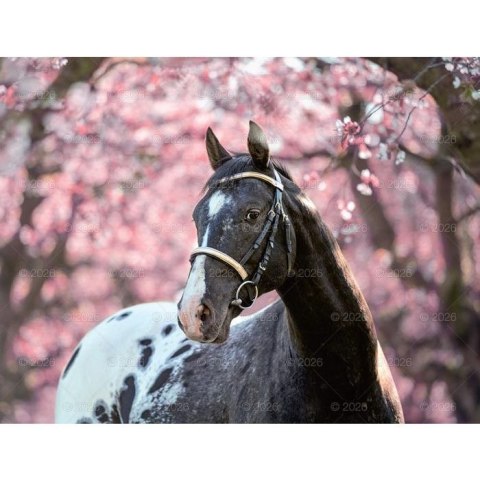 Kalendarz ścienny 13-planszowe 320mm x 470mm Lucrum (RW14) Lucrum