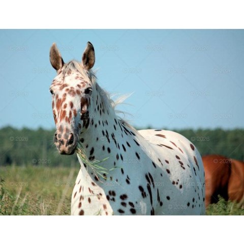 Kalendarz ścienny 13-planszowe 320mm x 470mm Lucrum (RW14) Lucrum