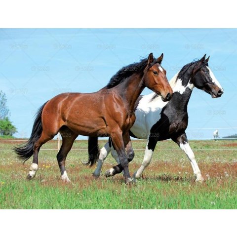 Kalendarz ścienny 13-planszowe 320mm x 470mm Lucrum (RW14) Lucrum