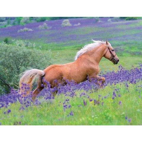 Kalendarz ścienny 13-planszowe 320mm x 470mm Lucrum (RW14) Lucrum