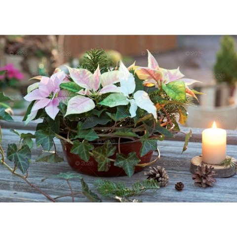 Kalendarz ścienny Kwiaty ozdobne rodzinny 2026 280mm x 200mm Lucrum (WL02) Lucrum