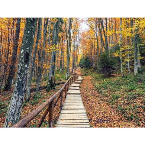 Kalendarz ścienny LASY POLSKIE 13-planszowe 2024 320mm x 470mm Lucrum (RW04) Lucrum