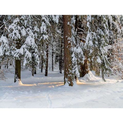 Kalendarz ścienny LASY POLSKIE 13-planszowe 2024 320mm x 470mm Lucrum (RW04) Lucrum