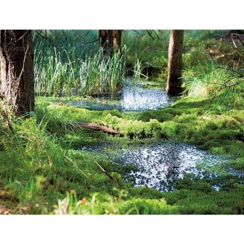 Kalendarz ścienny LASY POLSKIE 13-planszowe 2024 320mm x 470mm Lucrum (RW04) Lucrum