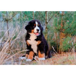 Kalendarz ścienny PSY rodzinny 280mm x 200mm Lucrum (WL08) Lucrum