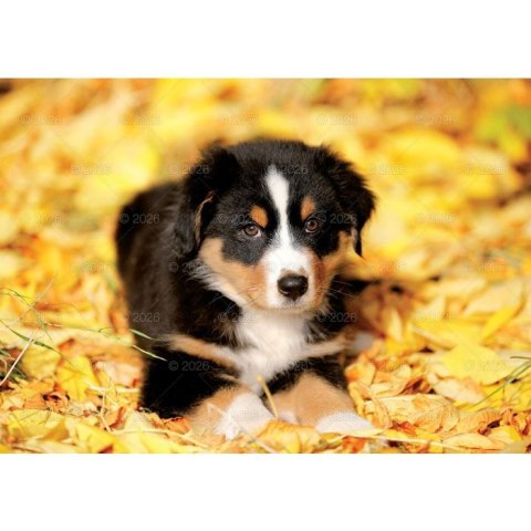 Kalendarz ścienny PSY rodzinny 280mm x 200mm Lucrum (WL08) Lucrum