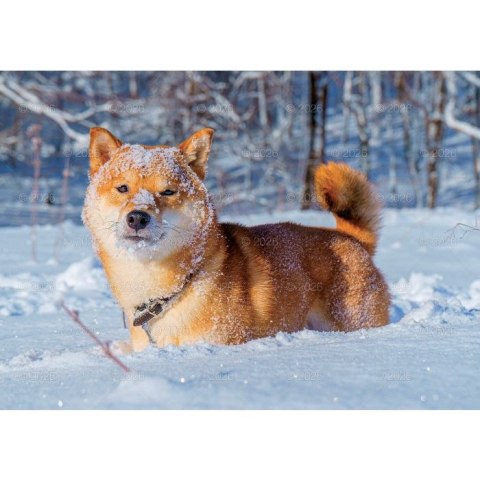 Kalendarz ścienny PSY rodzinny 280mm x 200mm Lucrum (WL08) Lucrum