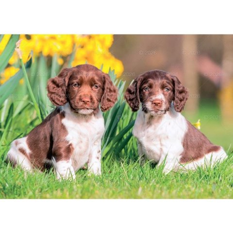 Kalendarz ścienny PSY rodzinny 280mm x 200mm Lucrum (WL08) Lucrum