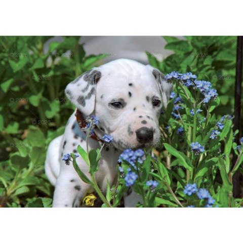 Kalendarz ścienny PSY rodzinny 280mm x 200mm Lucrum (WL08) Lucrum