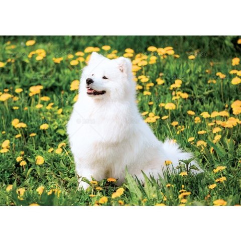 Kalendarz ścienny PSY rodzinny 280mm x 200mm Lucrum (WL08) Lucrum